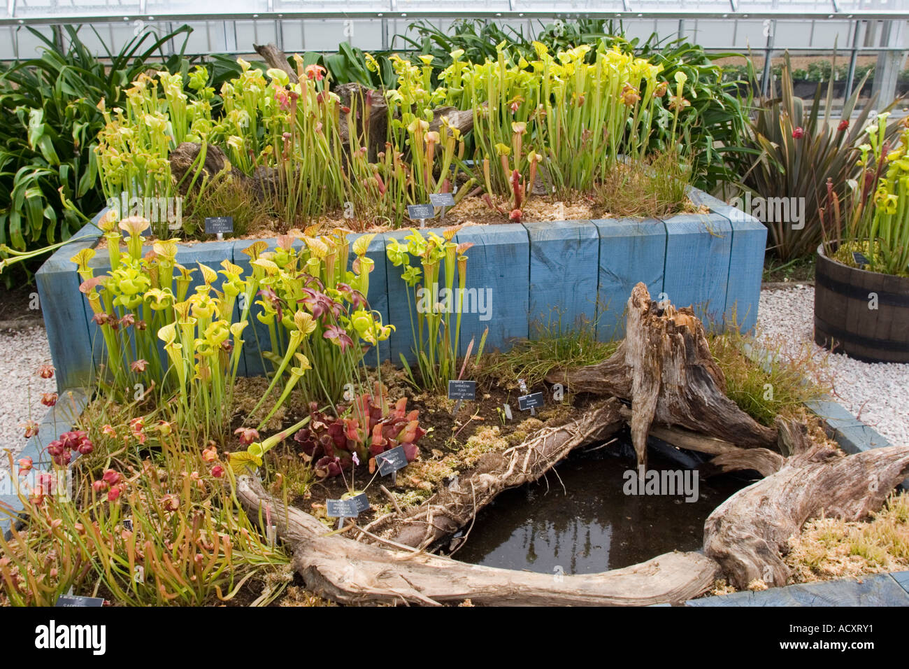 Container Pflanzen am RHS Wisley Surrey England UK Stockfoto