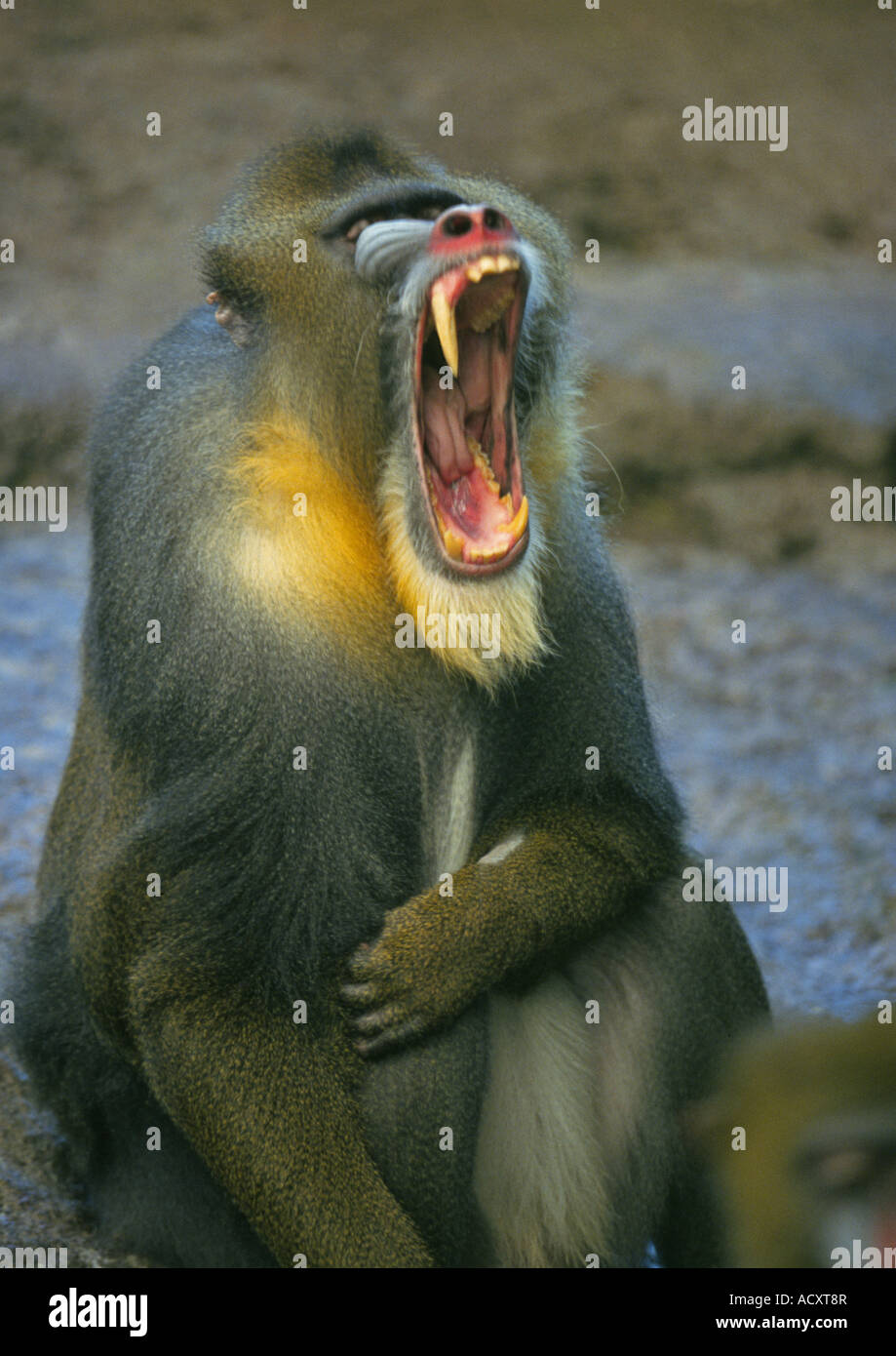 Der Mandrill Mandrillus Sphinx ist ein Primat der alten Cercopithecidae Welt Affen Familie eng mit der Paviane Stockfoto