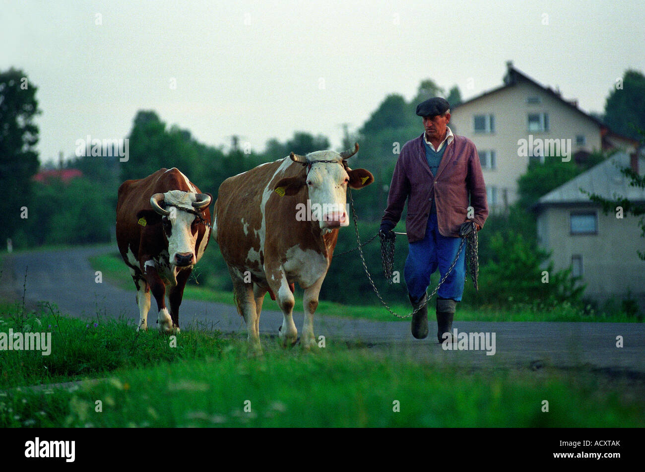 Ein Landwirt Viehtreiber Kühe, Polen Stockfoto