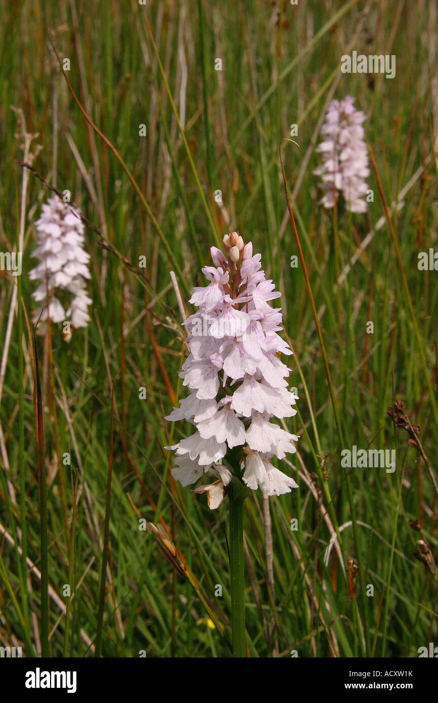 Heide, die Orchideen in einer sumpfigen Wiese entdeckt Stockfoto