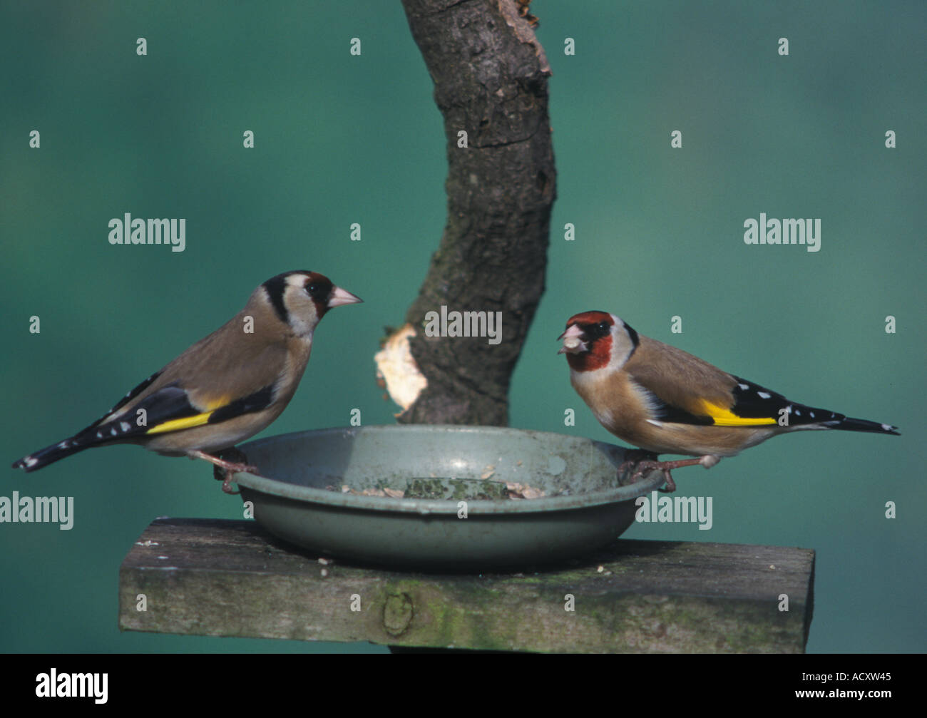 Ein paar Goldfinchs (Zuchtjahr Zuchtjahr) auf einem Vogelhäuschen Tisch im Vereinigten Königreich Stockfoto