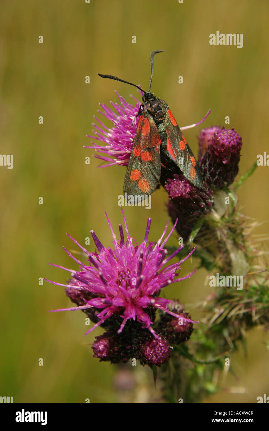 Marsh Distel Cirsium Palustre und ruhenden Zinnober Motte Tyria jacobaeae Stockfoto