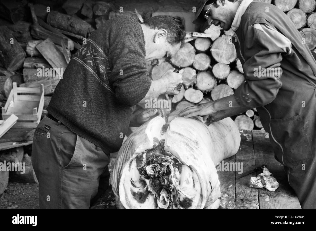 Die jährliche Schlachten des Schweins getan die traditionelle Art Pyrenäen Spanien Stockfoto