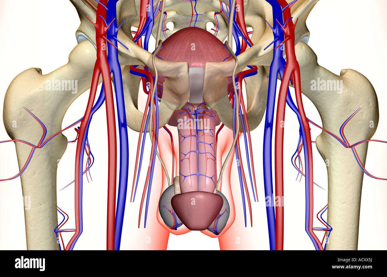Das Blut-Versorgungsmaterial der männlichen Geschlechtsorgane Stockfoto