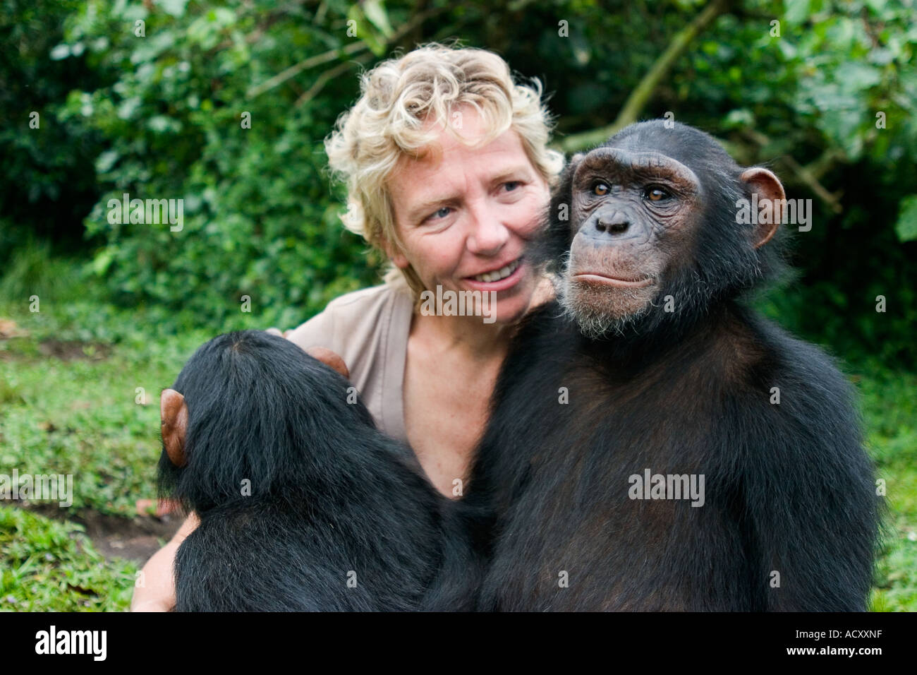 Debbie Cox von Jane Goodall Institute spielt mit Schimpansen auf Ngamba Island, Victoria-See geschützt Stockfoto
