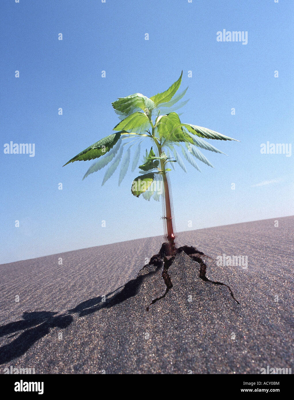 Eine Pflanze wächst schnell, bricht durch eine Asphaltdecke Stockfoto
