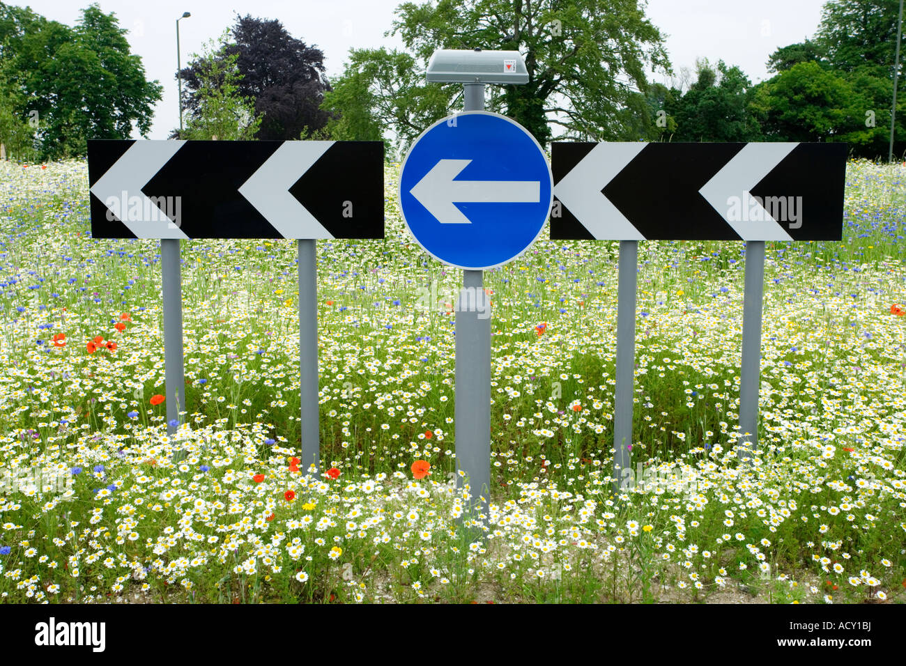 Verkehrsschilder am Kreisverkehr mit jährlichen Blumen. UK Stockfoto