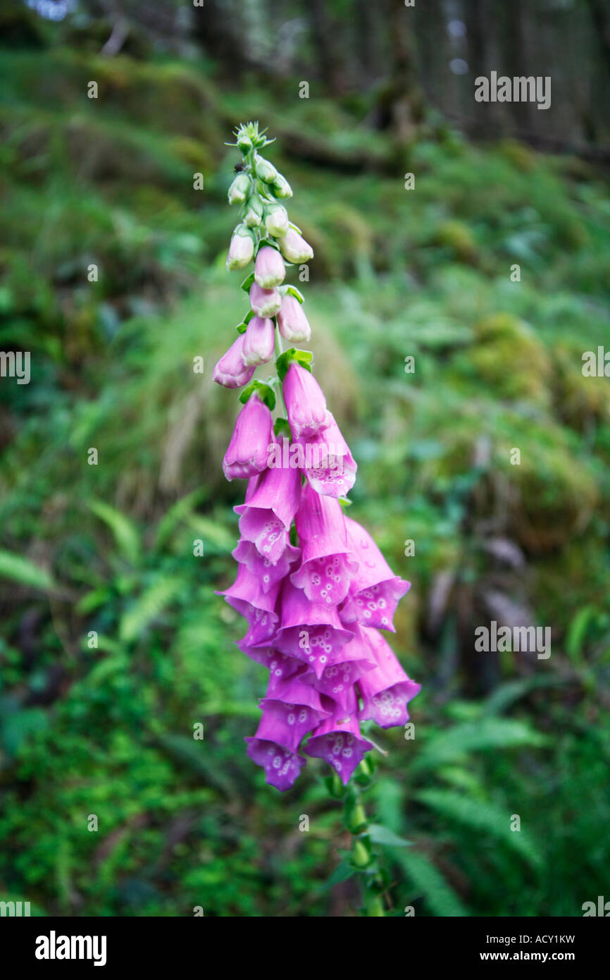 Fingerhut Digitalis Purpurea Scrophulariaceae Familie wächst im Laubwald Stockfoto