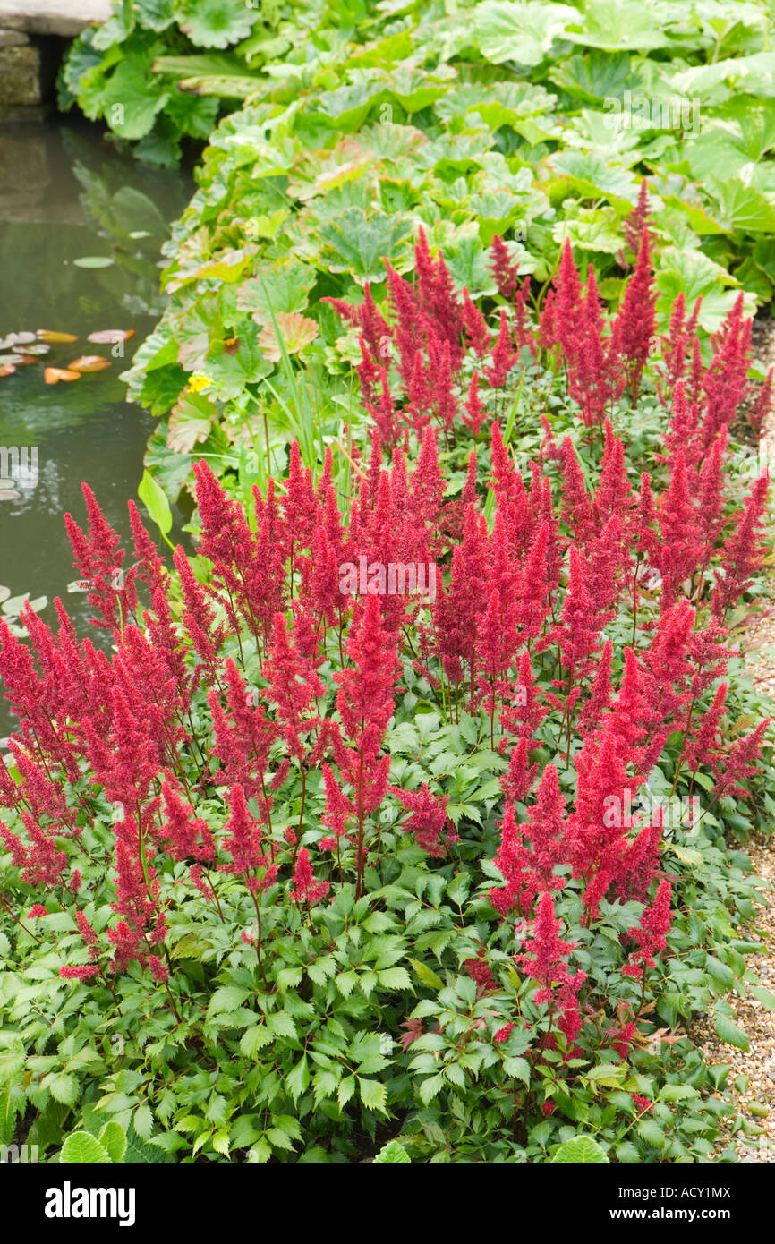 Astilbe X arendsii 'Fanal', Wisley Garden, Surrey UK Stockfoto