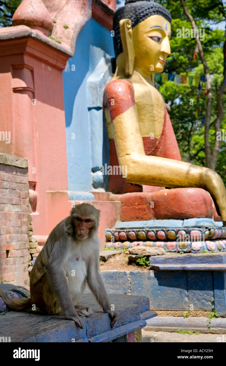 Statue von Lord Buddha und Affen. Treppe zum Swayambhunath Stupa.Kathmandu.Nepal Stockfoto