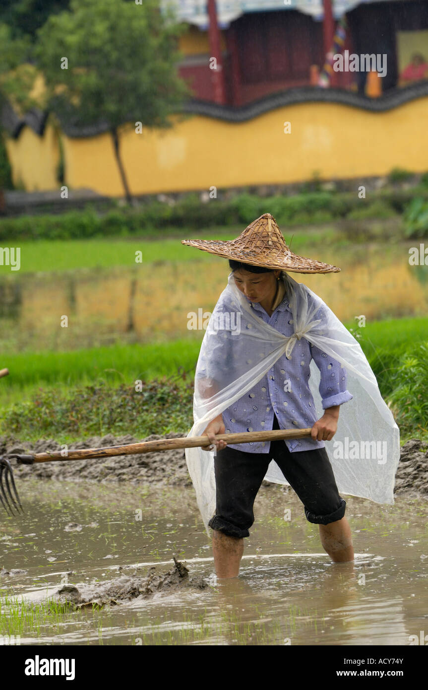 Chinesische Bauer arbeitet auf einem Reisfeld in Likeng Dorf Wuyuan Jiangxi China. 14. Juni 2007 Stockfoto