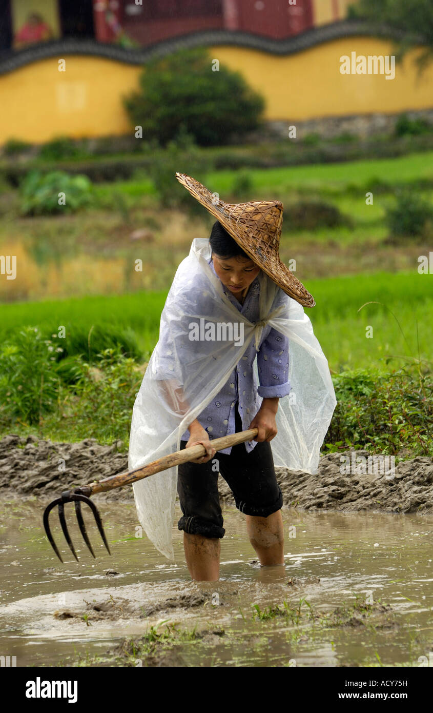 Chinesische Bauer arbeitet auf einem Reisfeld in Likeng Dorf Wuyuan Jiangxi China. 14. Juni 2007 Stockfoto