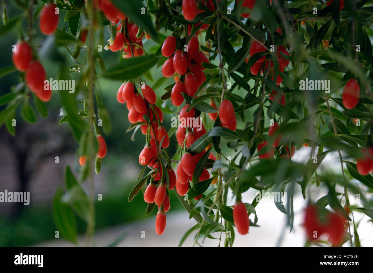 Chinesischen Gojibeeren 2007 Stockfoto