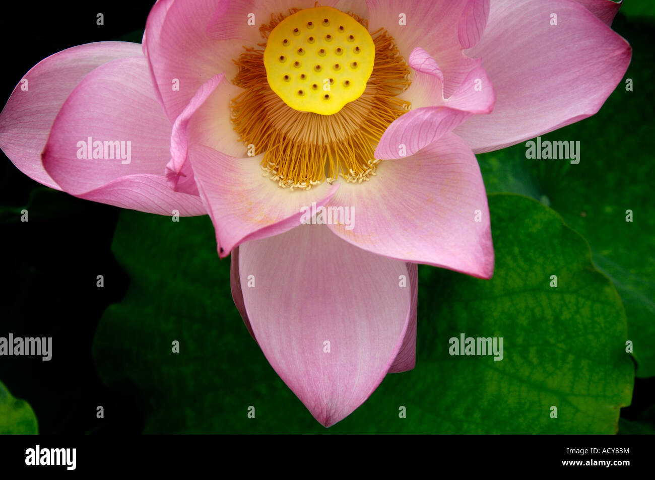 Lotus Blume China Stempel stamen Stockfoto