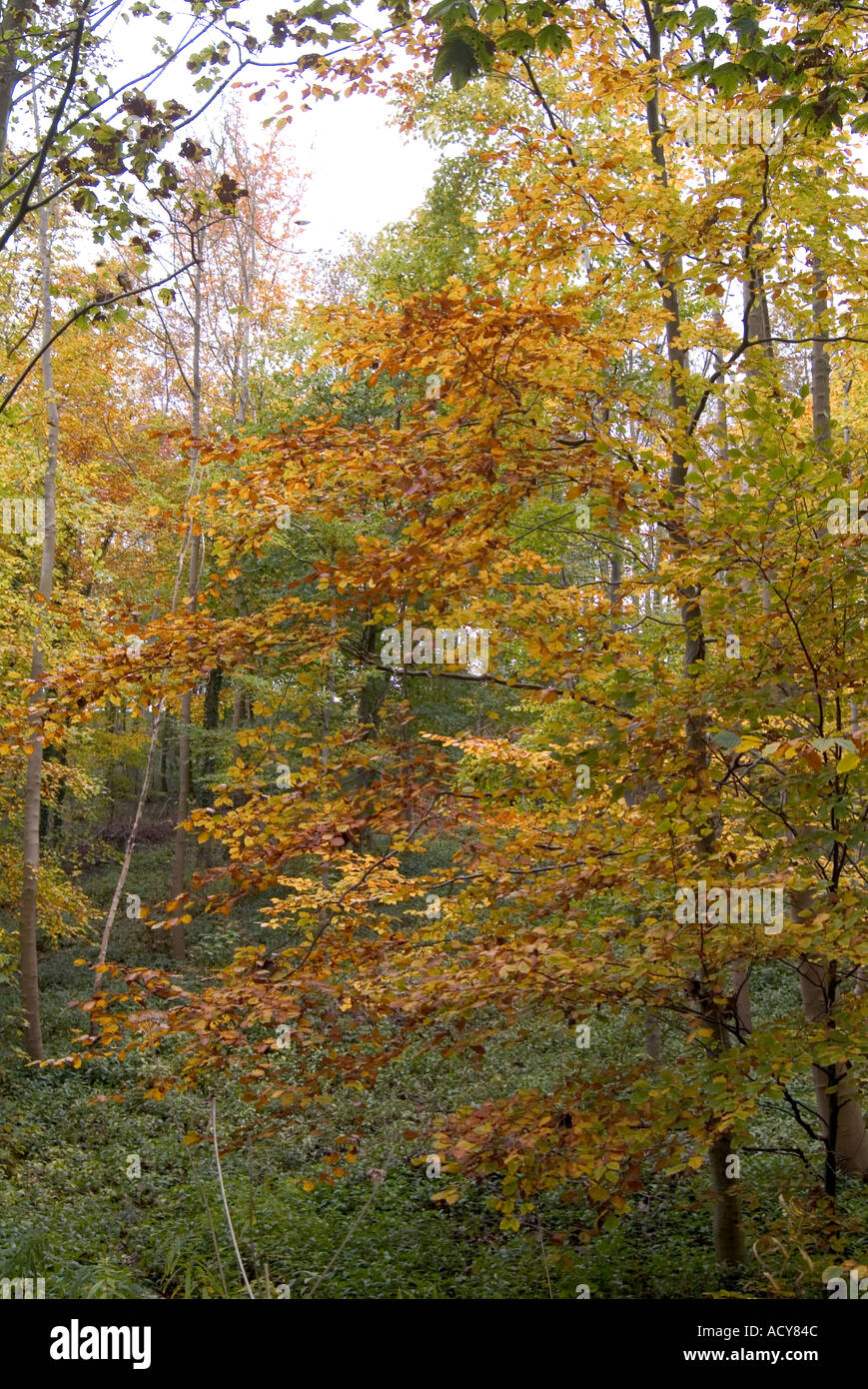 Im Herbst Bäume uk Bäume Herbst uk britischen Blatt Blätter goldene Wald Zweige Stamm gelb fallen Stockfoto