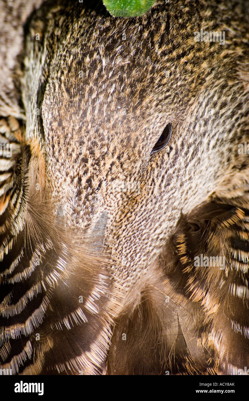 weiblichen Eiderente Stockfoto