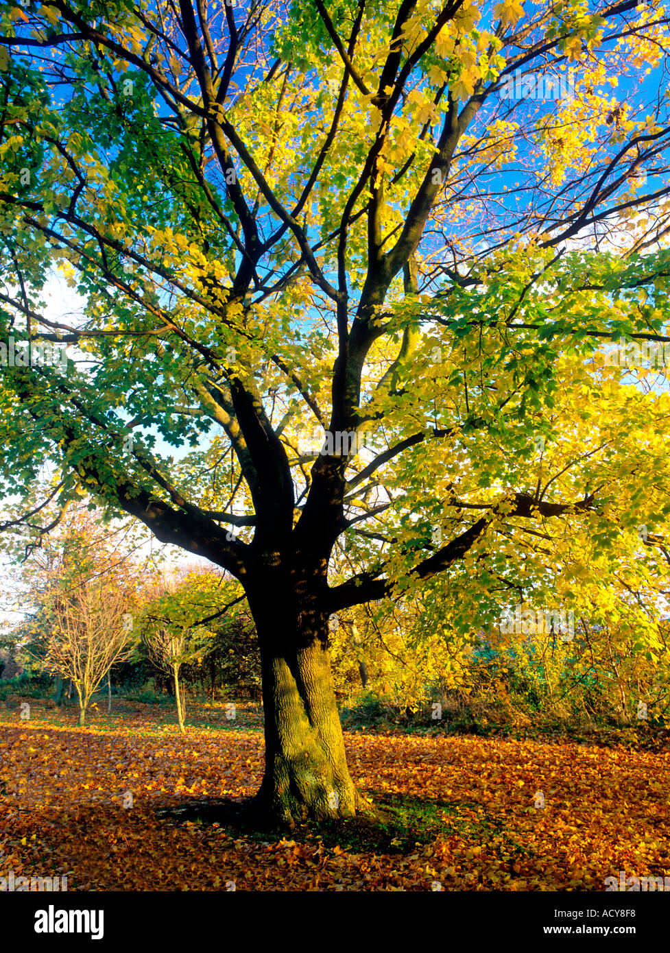 Herbst, Herbst, Farbe, Golden, Kent, England, UK, Natur, Bäume, Wald, Holz, Wald, Weg, Natur Stockfoto