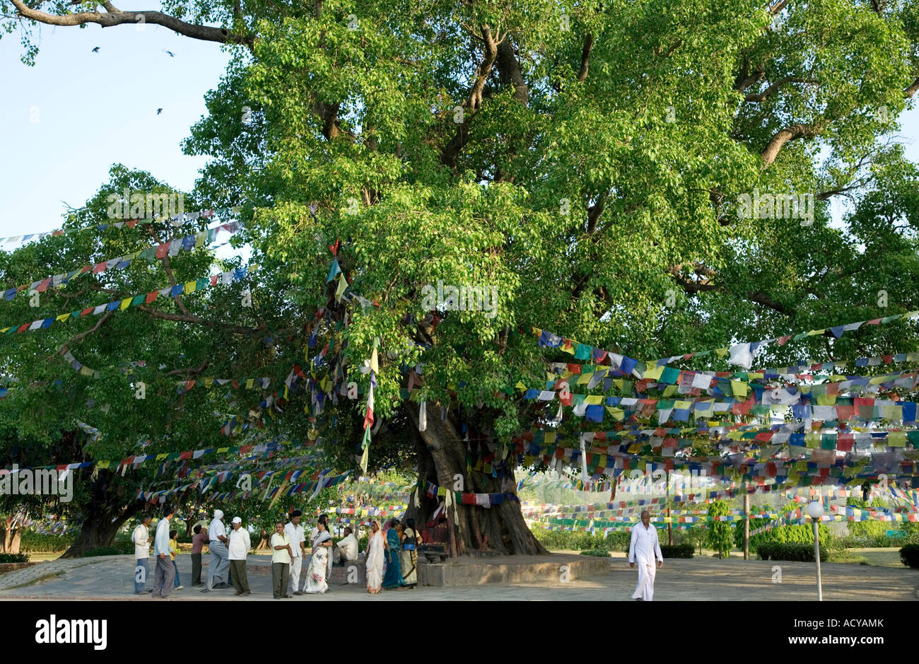 Der Heilige Bodhi-Baum. Lumbini.Birthplace von Herrn Buddha.Nepal Stockfoto