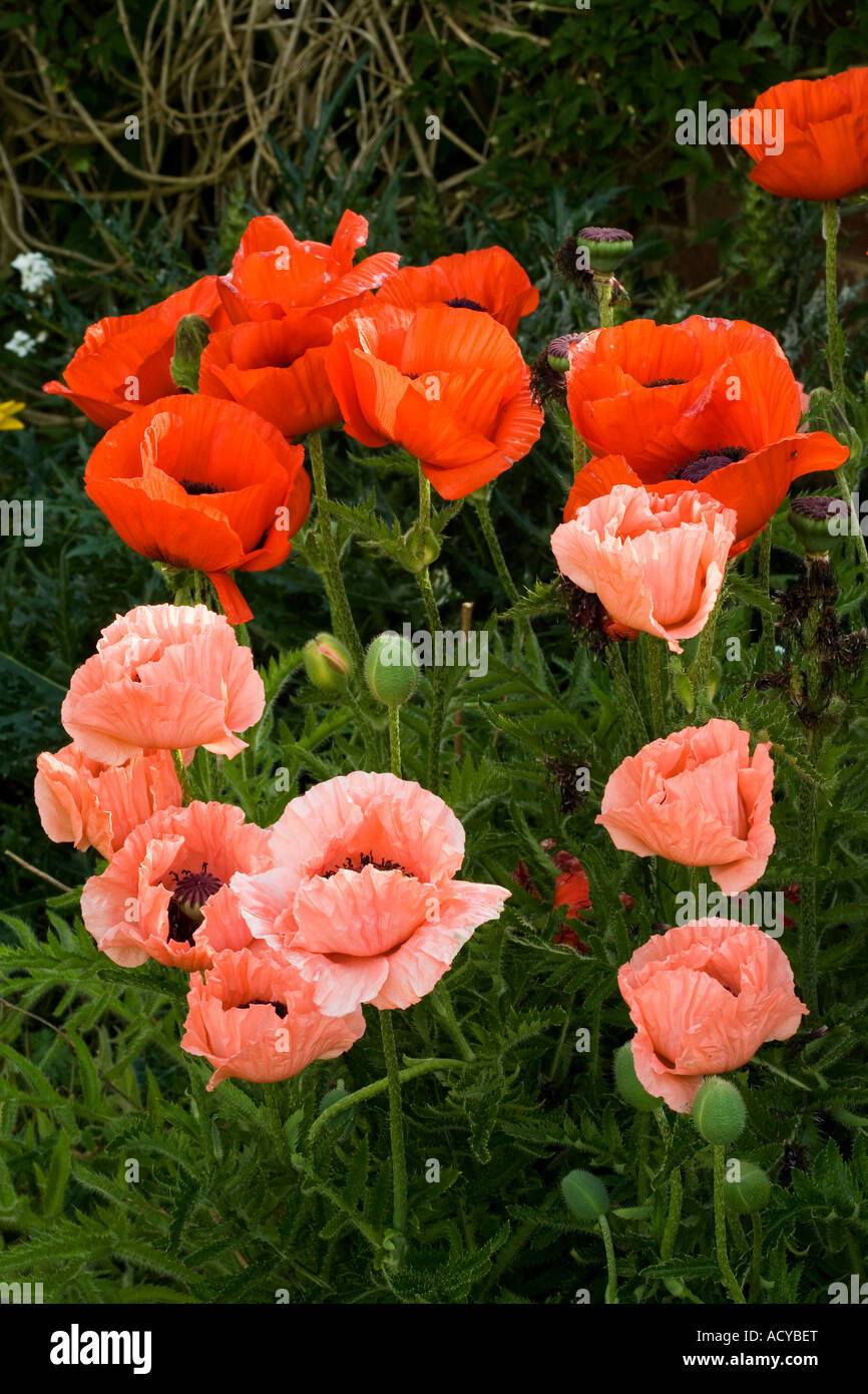 Gemischte rote und rosa Mohnblumen mit grünem Laub Hintergrund, Platz für Text oben, unten oder Mitte des Fotos. Stockfoto