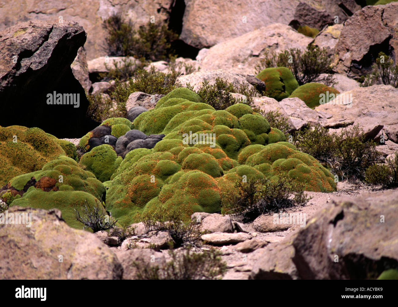 Seltsame einheimische Pflanze wächst in der 11 000 Hochebene der LAUCA Nationalpark Nord-CHILE Stockfoto