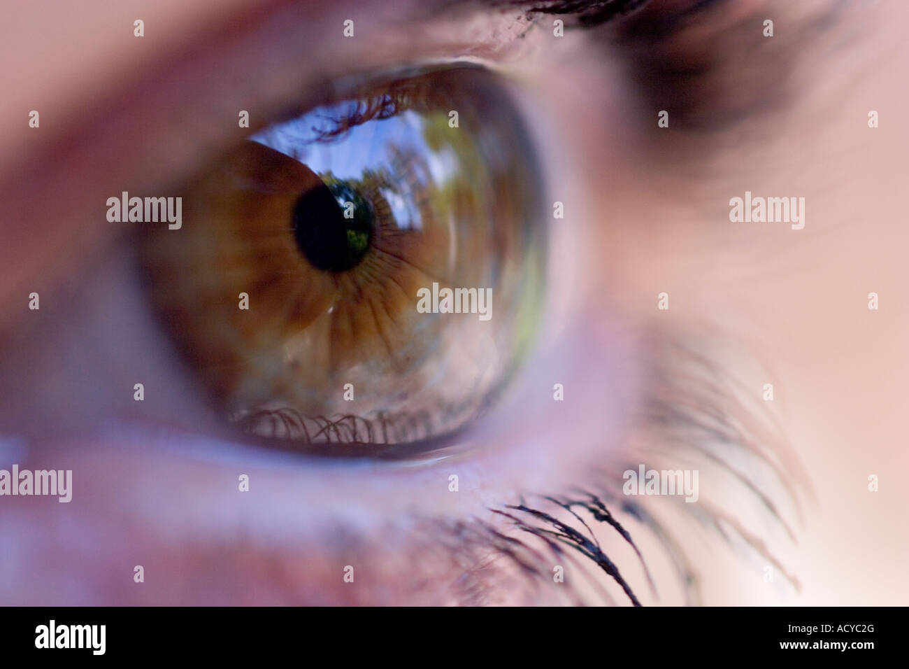 Nahaufnahme eines weiblichen Menschen braune Augen Stockfoto