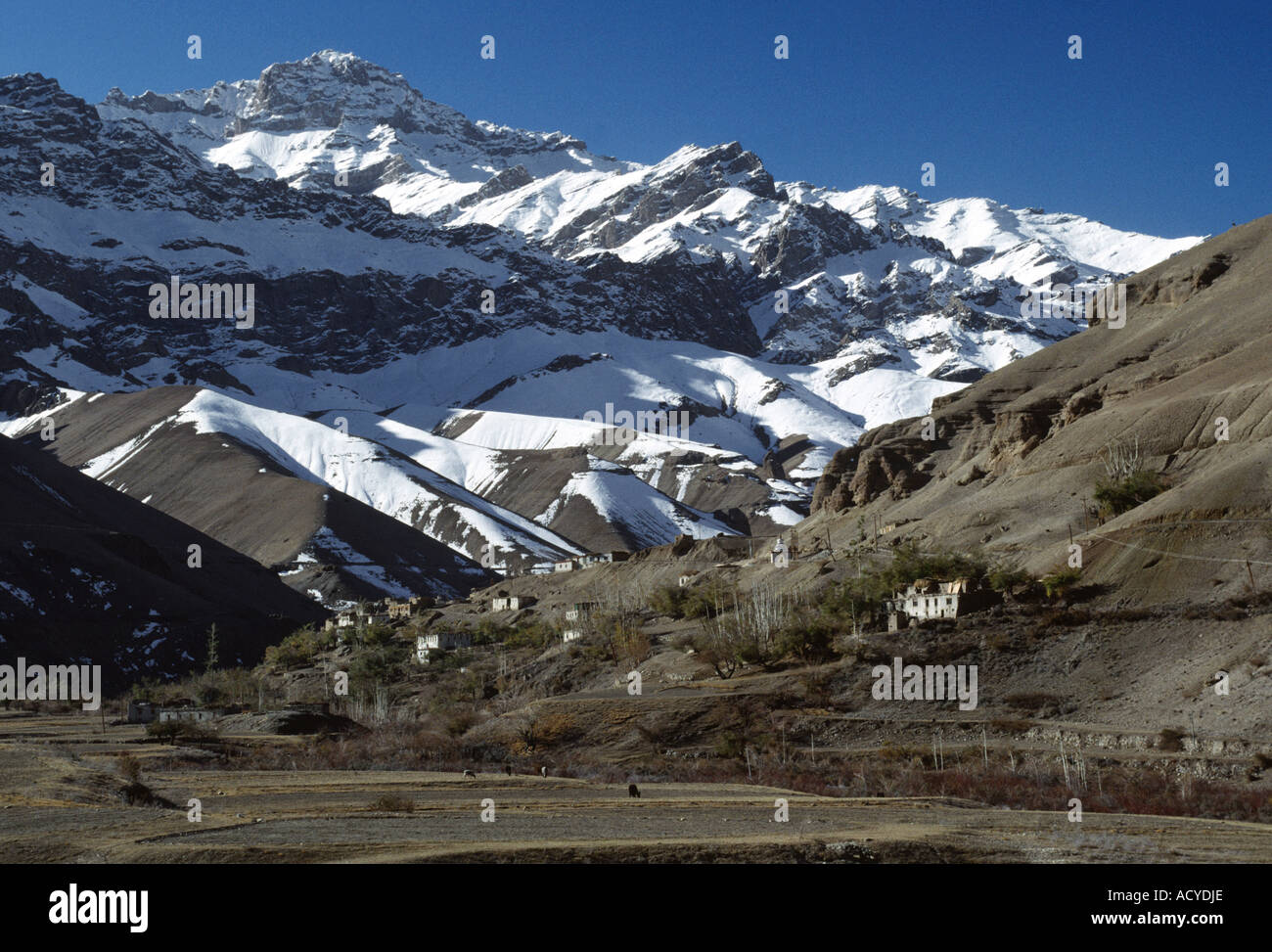 Das Dorf SHERGOL mit YAKS grasen die brachliegende Felder sitzt an der Seite einer Himalaya-Tal LADAKH Indien Stockfoto