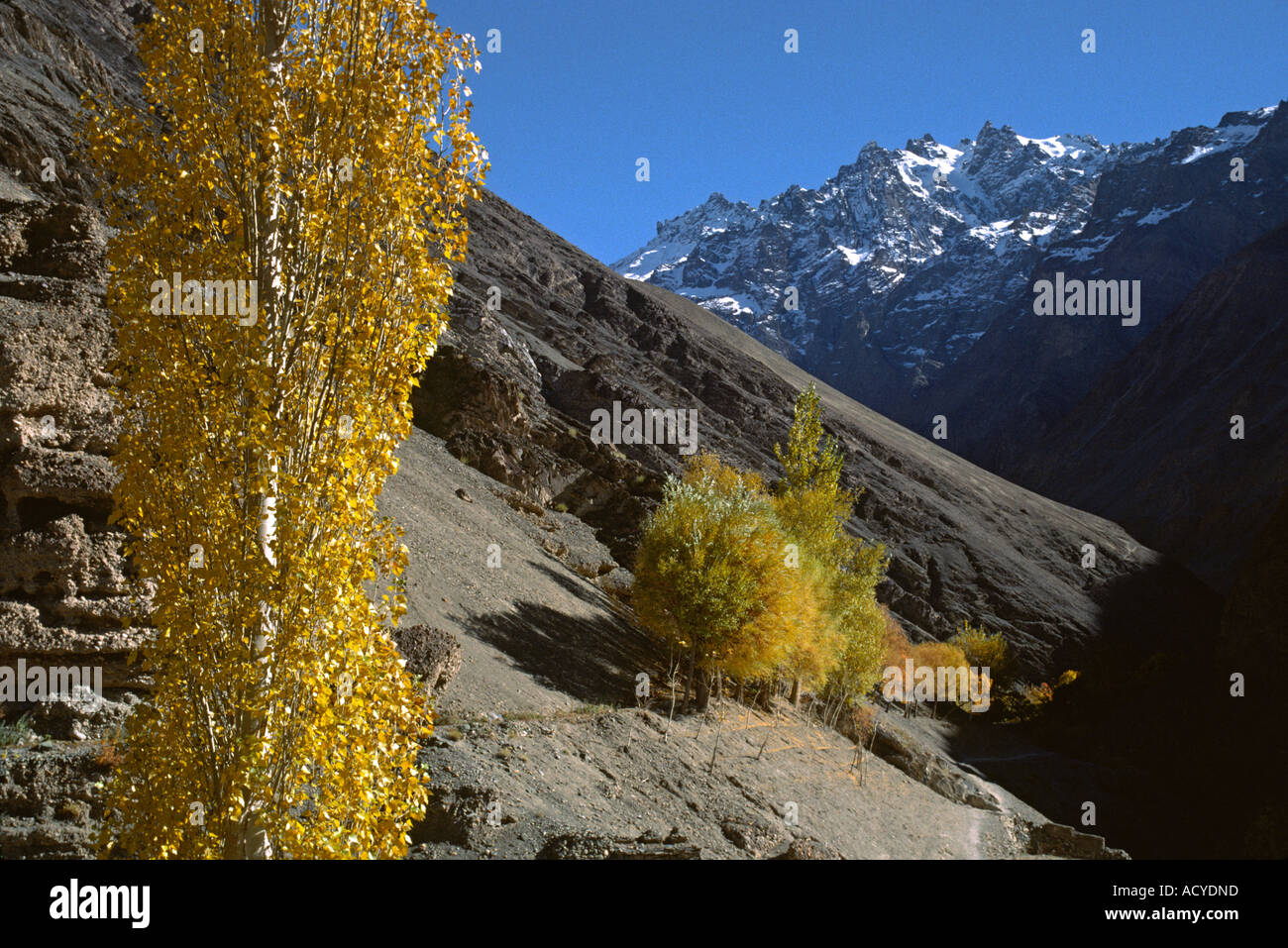 Herbst Farben der Herbst, die Blätter durch den kargen Hügeln und schneebedeckten Gipfel des Himalaya-LADAKH Indien ausgeglichen wird Stockfoto