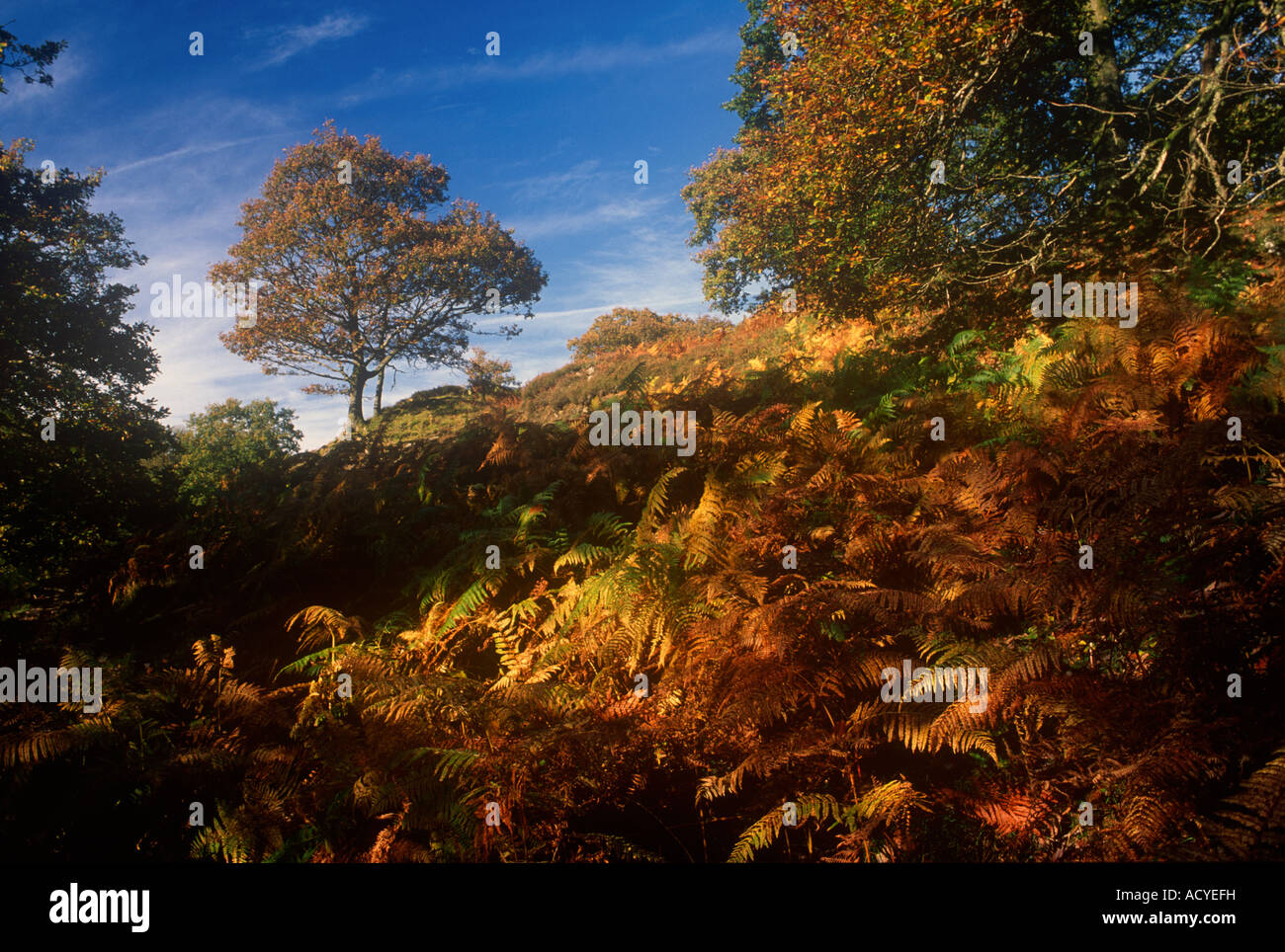 Powys Brecon Beacons Mellte Umwelt Tal Natur Baum Pflanze Herbst Stockfoto