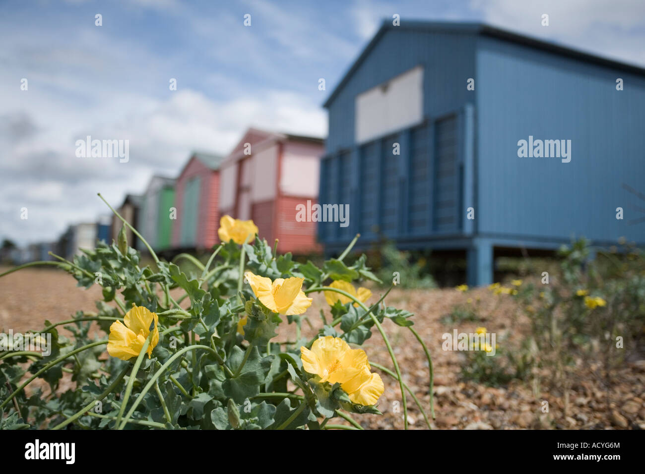 Reihe von Strandhütten und Flora am Whitstable, Kent Stockfoto