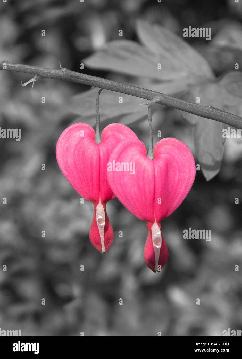 Schwarz und weiß mit Farbe Kombination Tränendes Herz Dicentra Spectabilis Blumen Stockfoto