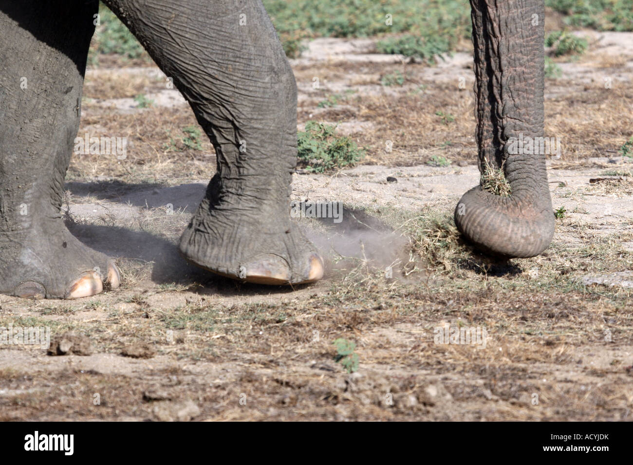 Ein Elefant nutzt seine Füße und Rumpf von Staub und Rasen aus den trockenen Ebenen des Yala während der Dürre auswählen schütteln Stockfoto
