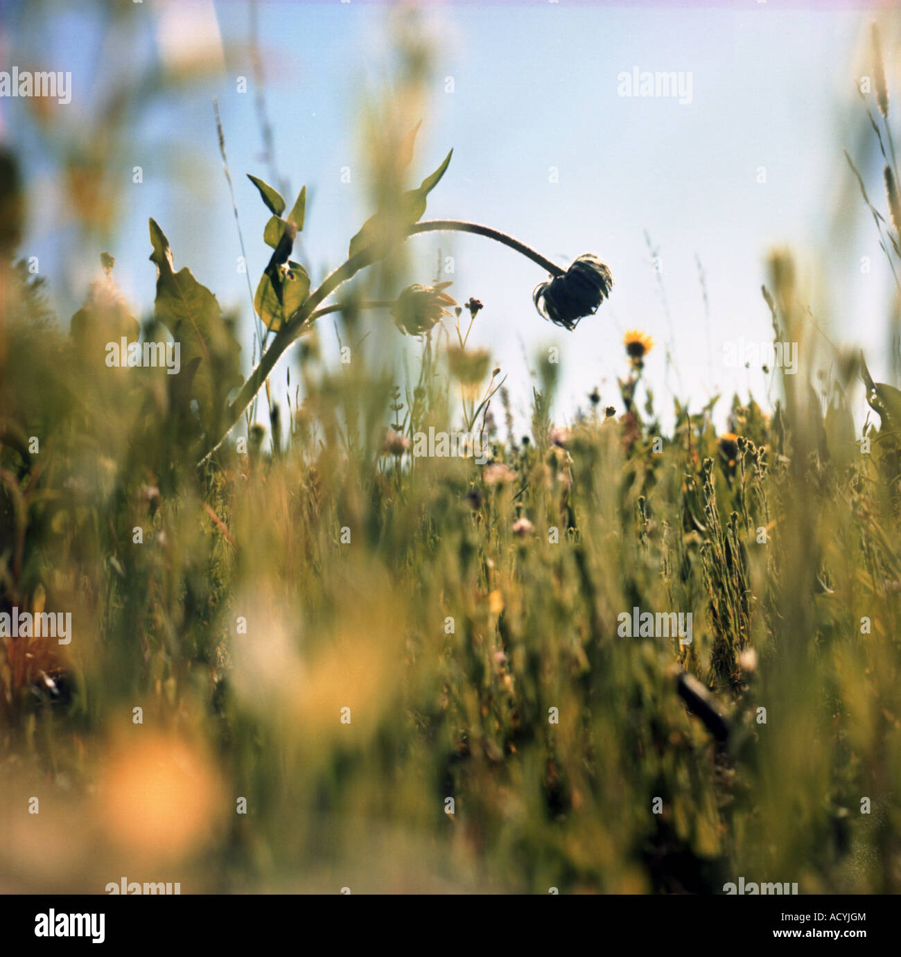 Gräser und Sonnenblumen Stockfoto