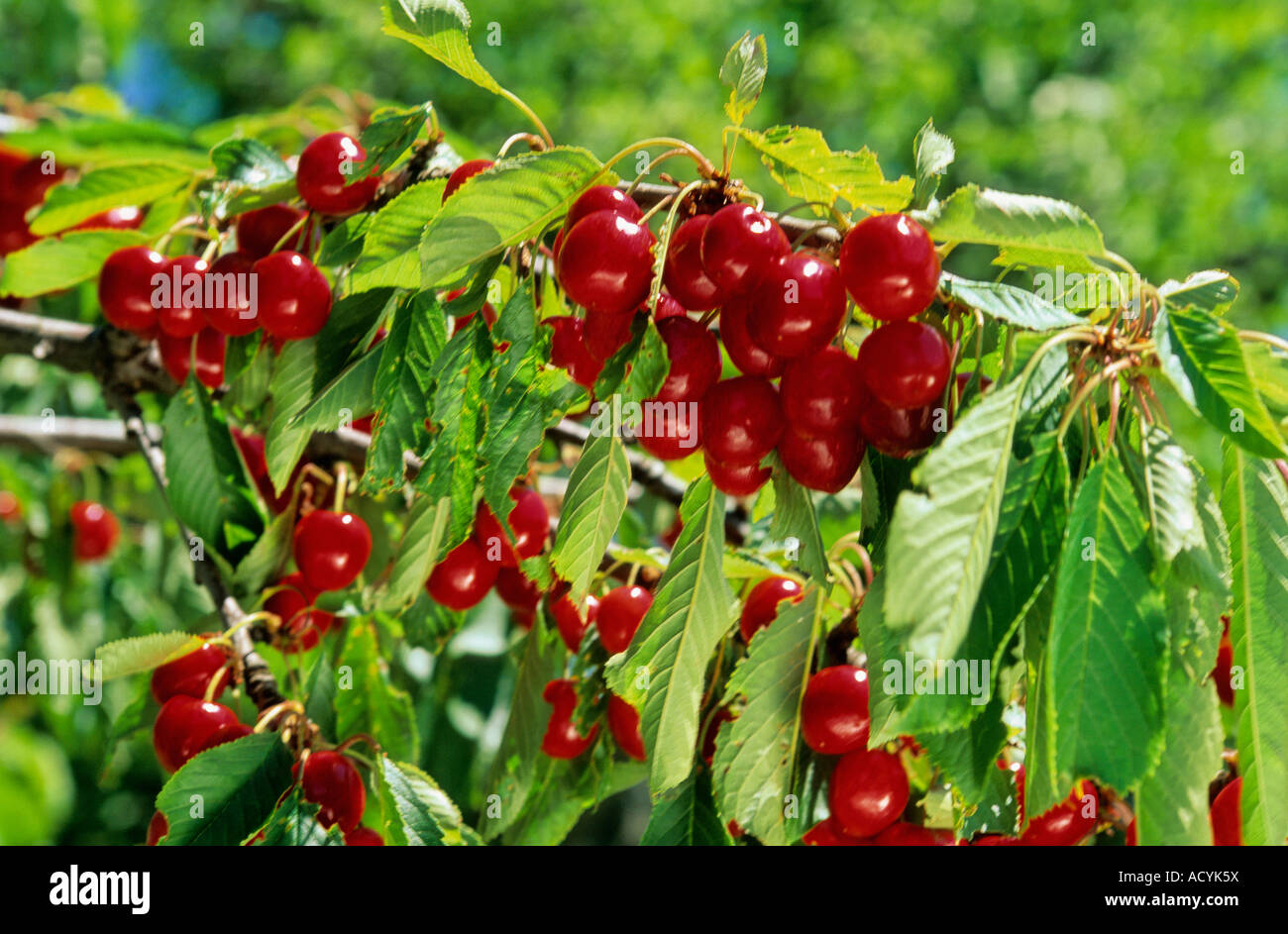 Kirschbaum Stockfoto
