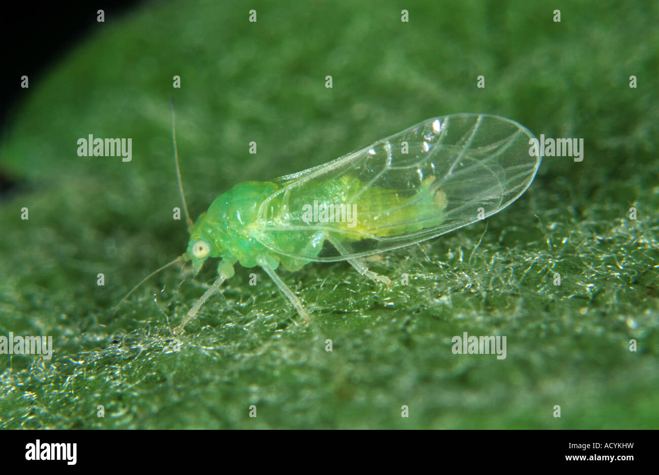 Nach geflügelten Apple sucker Cacopsylla Mali auf einem Apple leaf Stockfoto