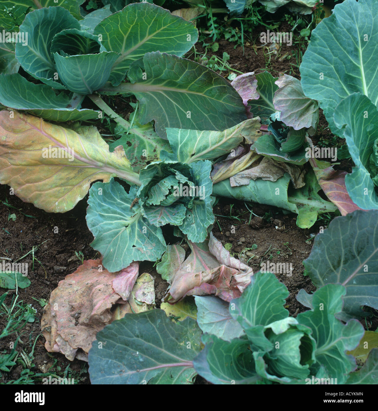 Sommerpflanzen Kohl beschädigt durch Kohl Wurzel Fliegenlarven Delia radicum Stockfoto