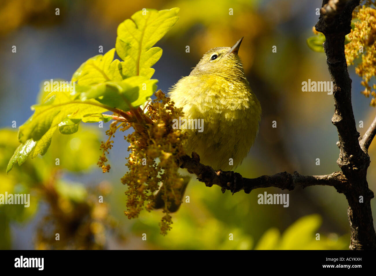 Orange-gekrönter Grasmücke (Vermivora Celata) Stockfoto