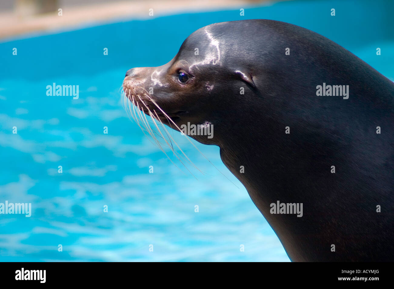 Seelöwe auf Messe Stockfoto