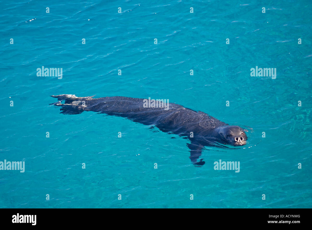 Vom Aussterben bedrohte Arten Mittelmeer-Mönchsrobben Dichtung, Monachus Monachus, männliche schwimmen entlang Kap Gelidonya, Türkei. Stockfoto