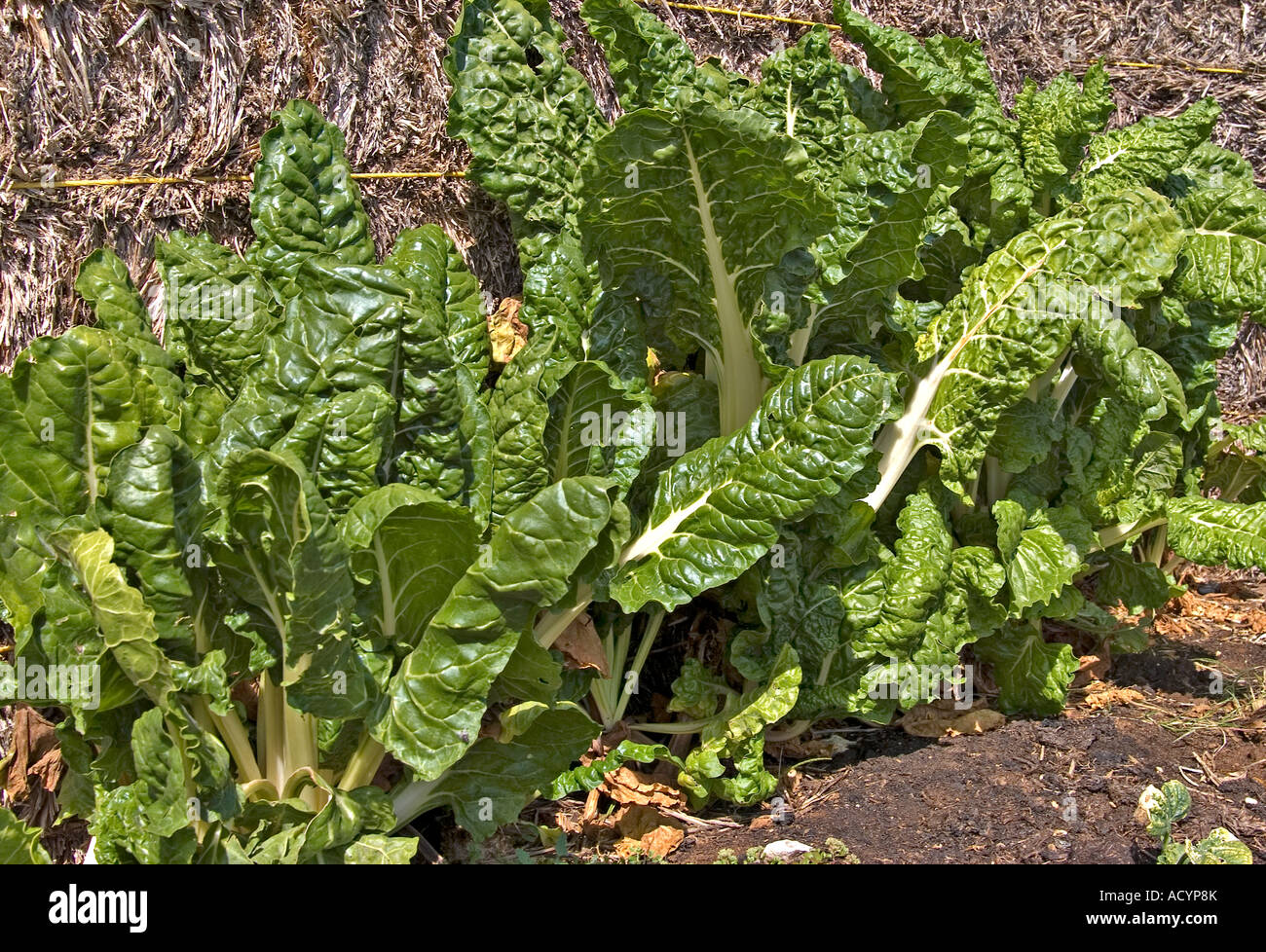 groß groß grün Silverbeet Pflanzen wachsen im Gemüsebeet Stockfoto