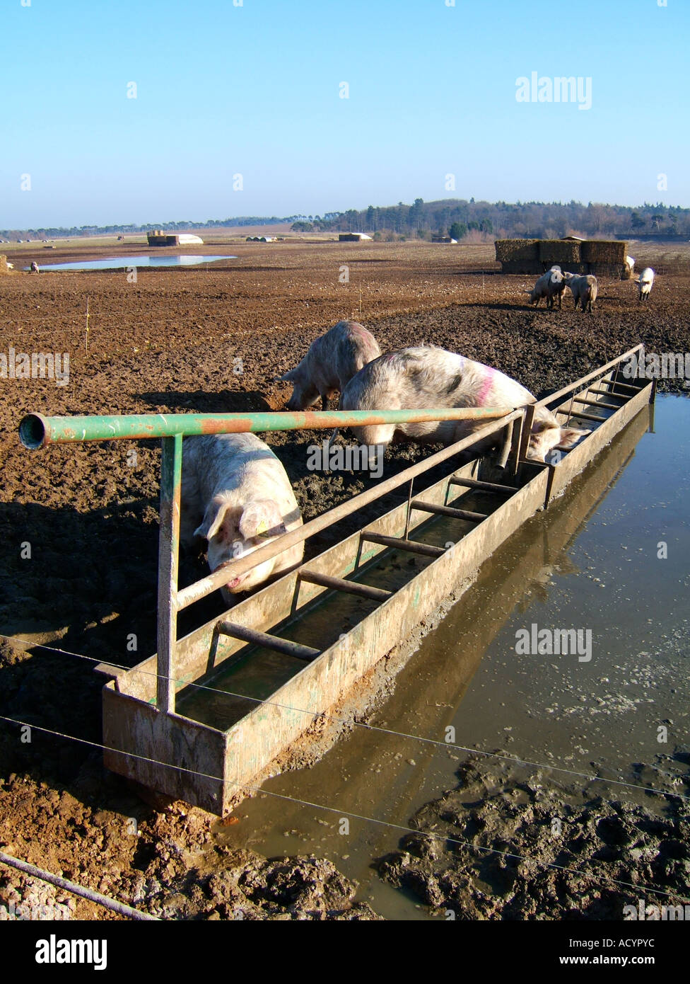 Schweine füttern von Trog Stockfoto