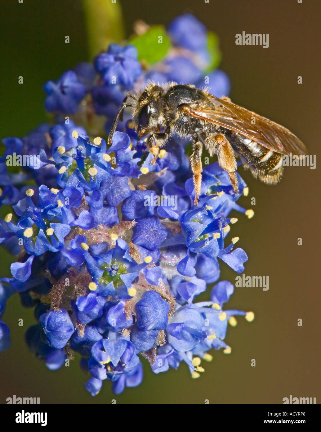 Honigbiene, Apis Mellifera auf Ceanothus oder kalifornische Flieder Stockfoto