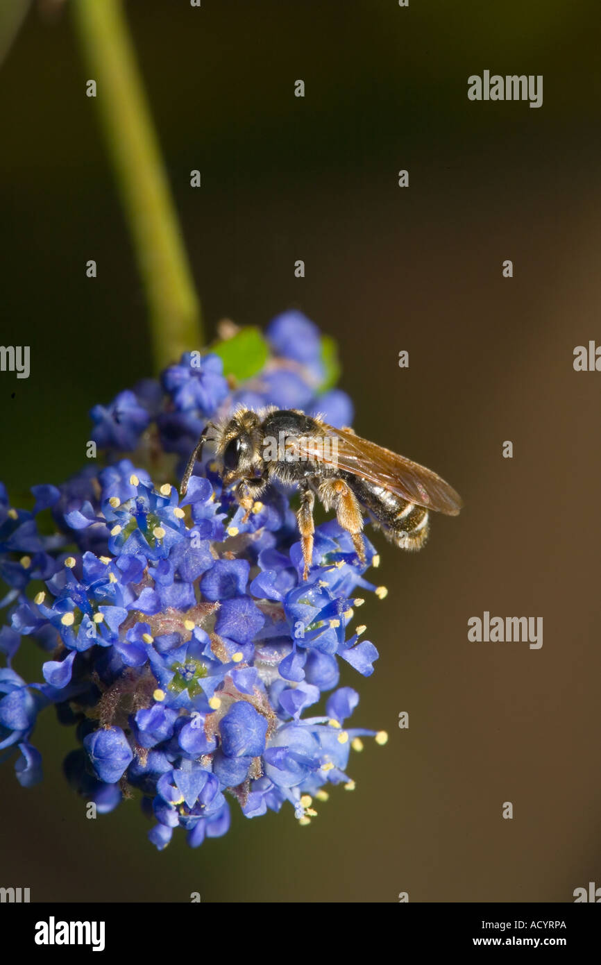 Honigbiene, Apis Mellifera auf Ceanothus oder kalifornische Flieder Apis mellifera Stockfoto