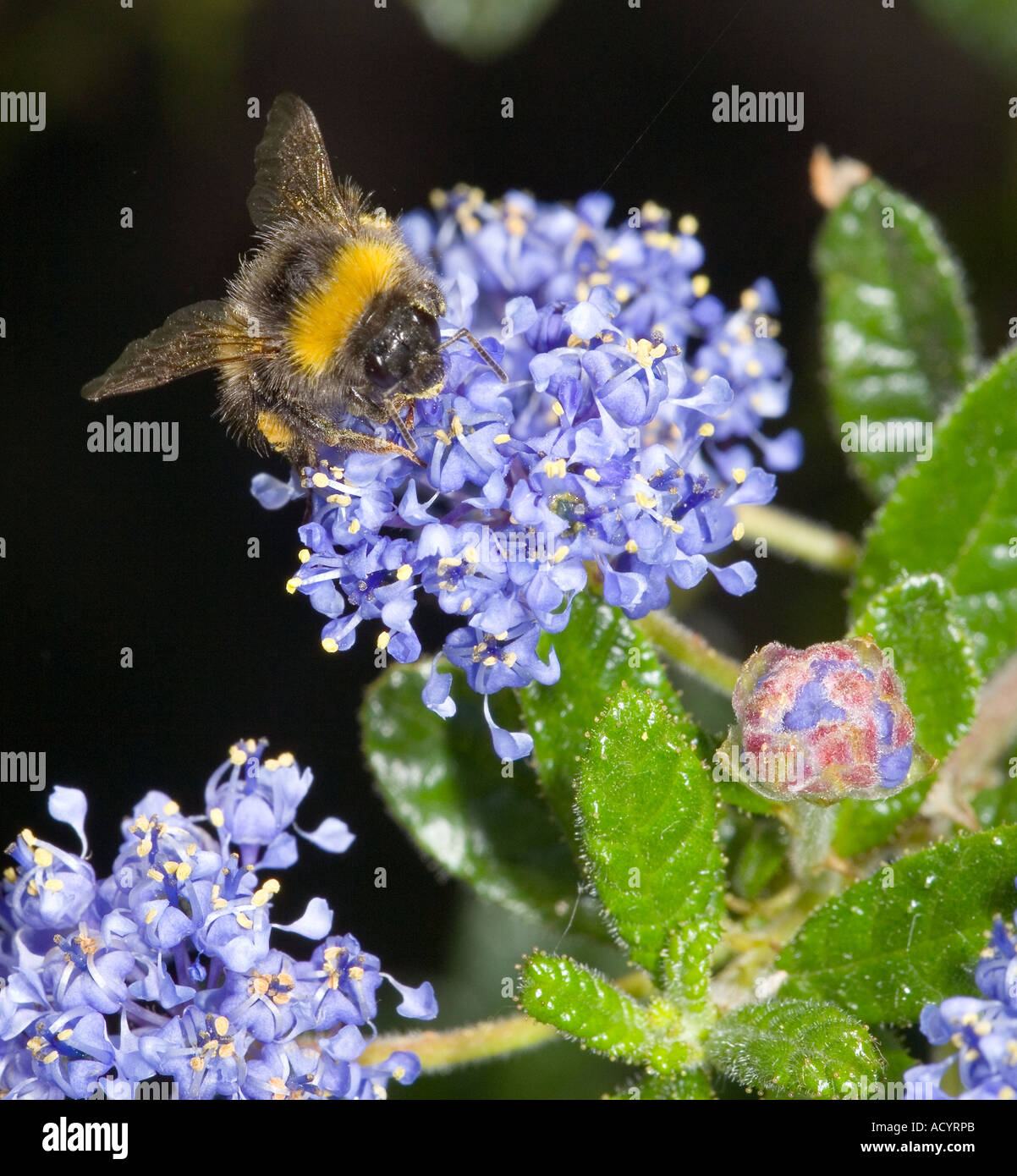 Bumble Bee, Bombus SP. auf Ceanothus oder kalifornische Flieder. Stockfoto