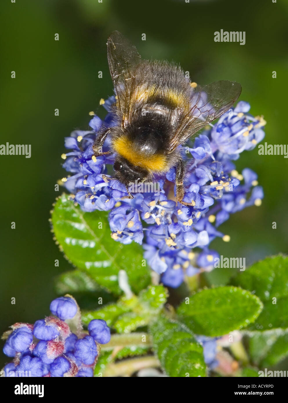 Bumble Bee, Bombus SP. auf Ceanothus oder kalifornische Flieder. Bombus sp. Stockfoto