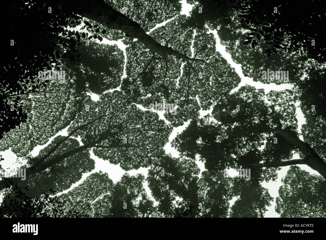 Tropischen Regenwald Baldachin Krone Schüchternheit. Blick hinauf in den Baumkronen. Malaysien Stockfoto