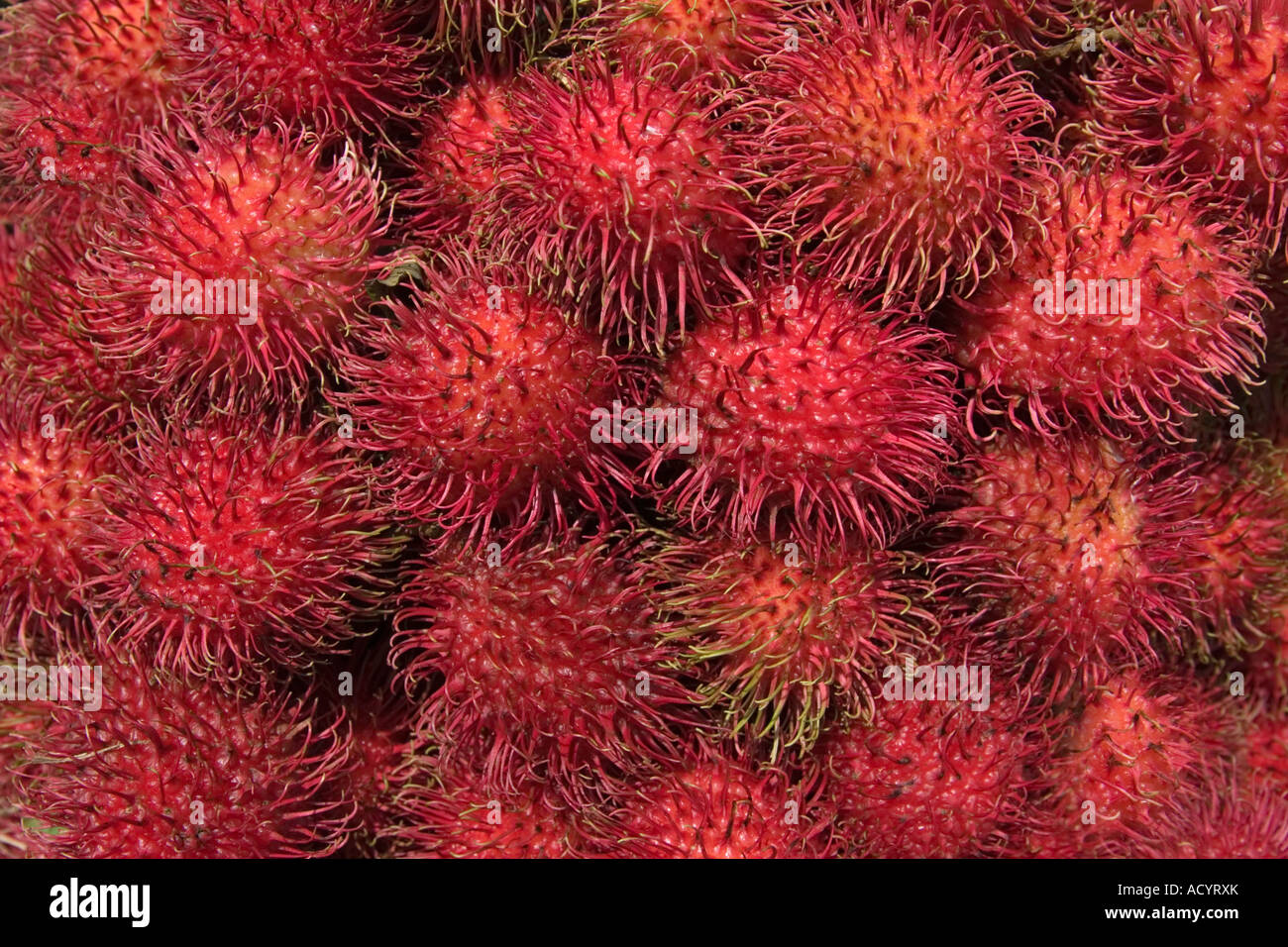 Rambutan - Nephelium lappaceum Stockfoto