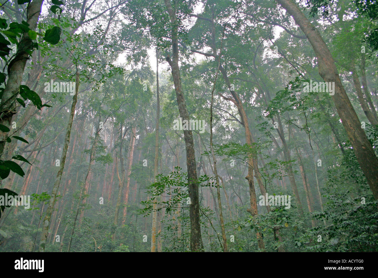 Ansicht der nebligen Regenwald Malaysia Stockfoto