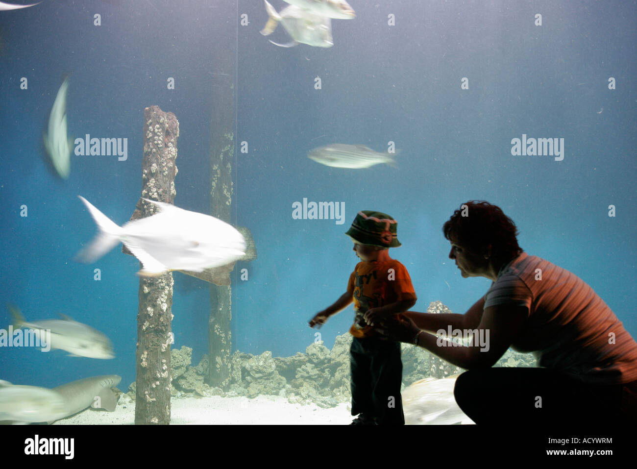 Newport News Virginia, Virginia Living Museum, Bay Water Aquarium, junge Jungen Junge Jungen Junge männliche Kinder Kinder Kinder, Fisch, Mutter Mutter Mutter, Eltern, Eltern, Besucher Stockfoto