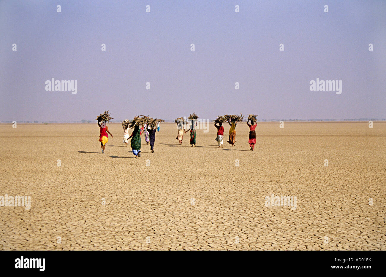 Frauen, die Brennholz in kleinen Rann Of Kutch, Gujarat, Indien Stockfoto