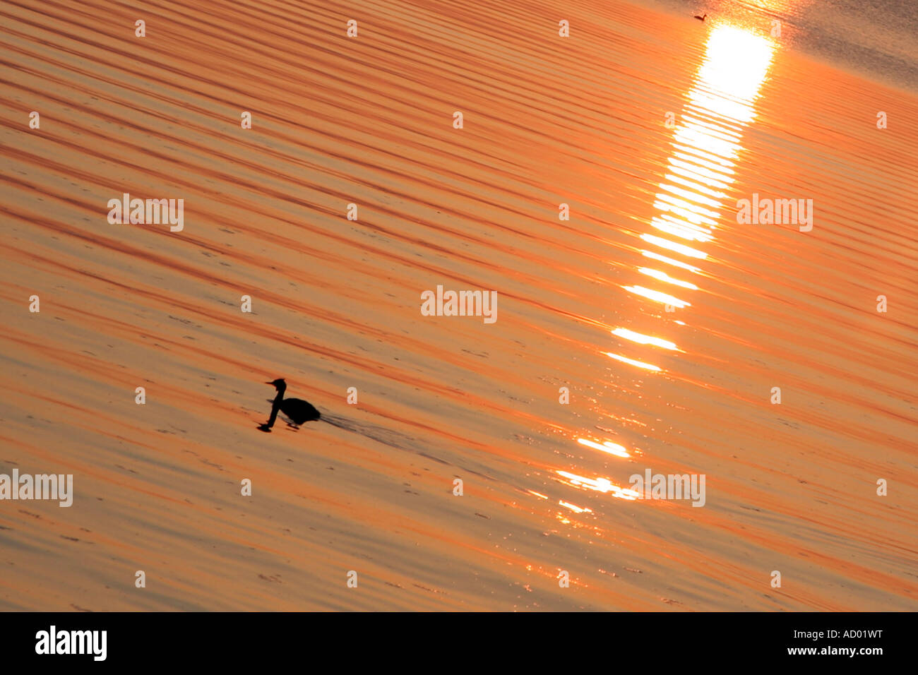 Homeward Bound Stockfoto